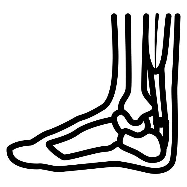 ilustrações de stock, clip art, desenhos animados e ícones de achilles heel line icon, human diseases concept, leg with a sore ankle sign on white background, human feet with pain symbol on achilles in outline for mobile. vector graphics. - human foot pain white background isolated