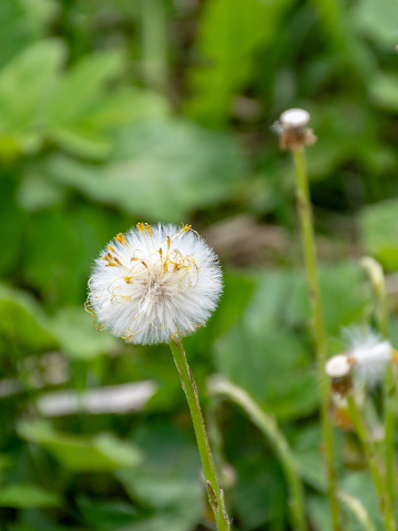 picture with fluffy heads of blooming coltsfoot flowers