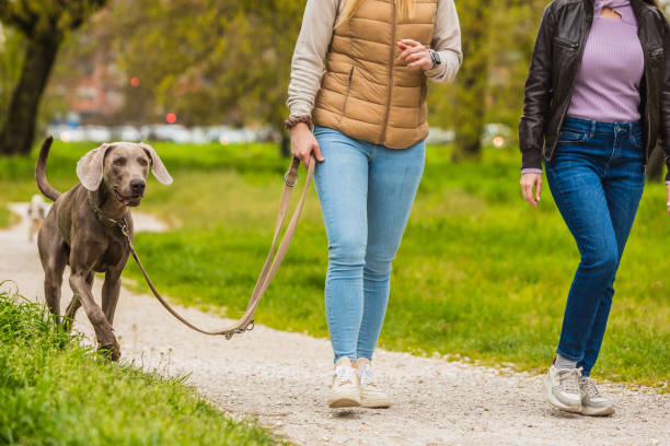 istock weimaraner on a leash walking in the park with two unrecognizable friends 1648441518
