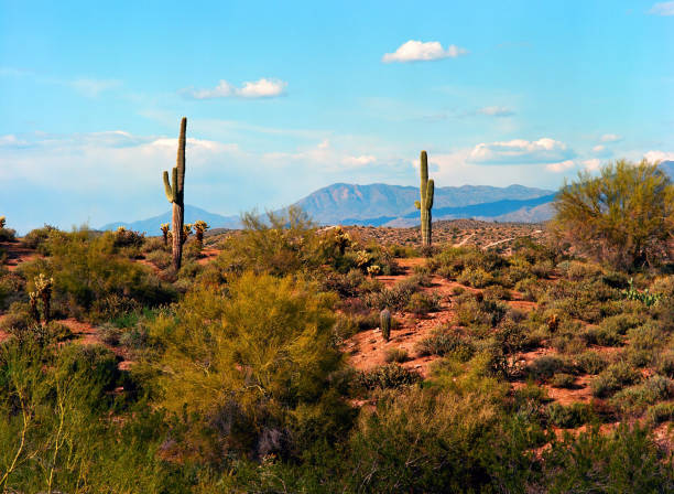 istock Film Image Sonora Desert Arizona 1648451795