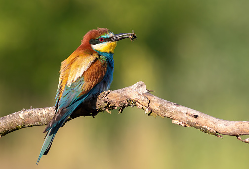 European bee-eater, Merops apiaster. A bird holds its prey in its beak