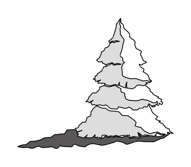 illustrations, cliparts, dessins animés et icônes de tree_white peinture - tree cypress tree vector silhouette