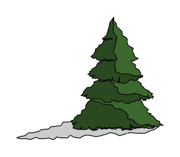 illustrations, cliparts, dessins animés et icônes de arbre - tree cypress tree vector silhouette