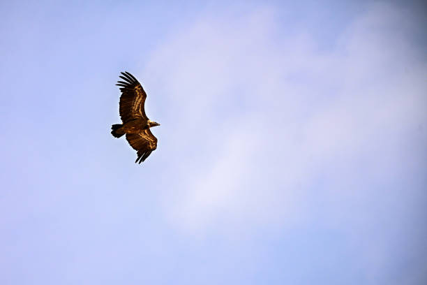 istock Griffon Vulture or Gyps fulvus in flight. 1648467059