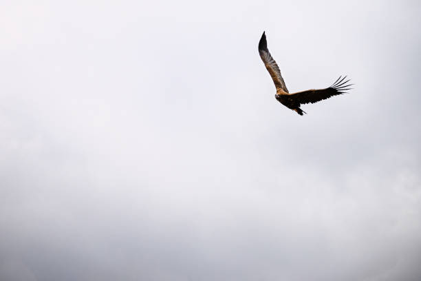 Griffon Vulture or Gyps fulvus in flight