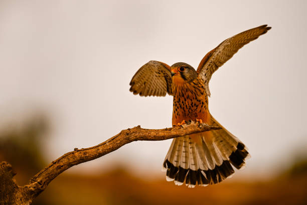 istock Common Kestrel or Falco tinnunculus, perching on its twig. 1648467637