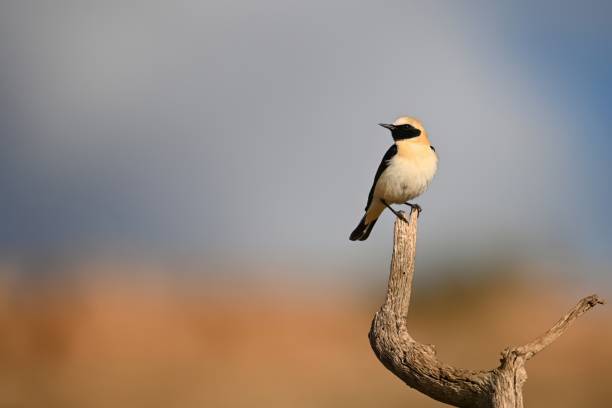 Black-throated Wheatear or Oenanthe oenanthe, perched on a twig. Black-throated Wheatear or Oenanthe oenanthe, perched on a twig oenanthe hispanica stock pictures, royalty-free photos & images