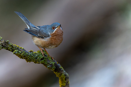 Subalpine warbler - Sylvia cantillans, perched on a tree branch on a plain background