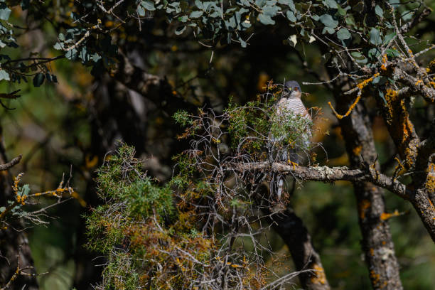 istock Eurasian Sparrowhawk or Accipiter nisus, stalking to hunt. 1648467663