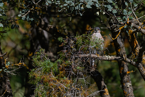 Eurasian Sparrowhawk or Accipiter nisus, stalking to hunt