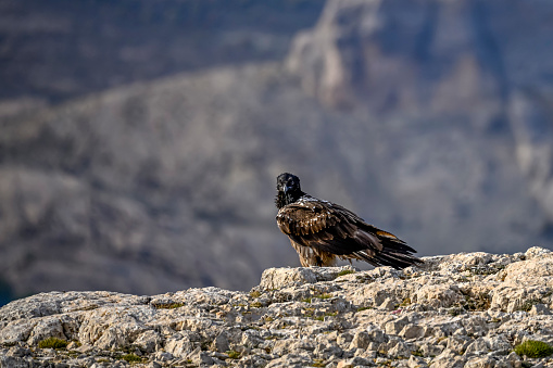 Bearded vulture or Gypaetus barbatus, perched on the rocks.
