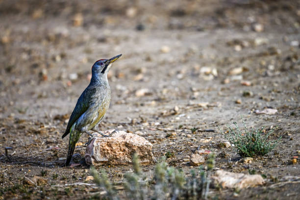 istock Great Spotted Woodpecker, perched on the ground. 1648468806