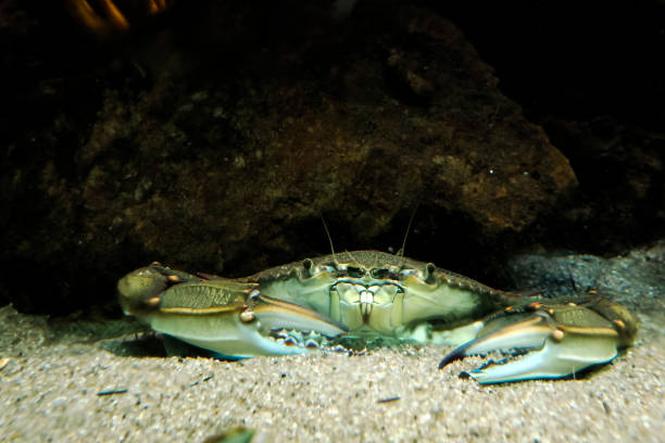 istock blue crab underwater in adriatic sea Callinectes sapidus 1648492690