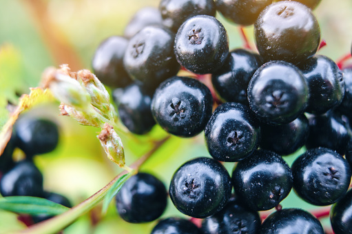 Black elderberry close-up, macro photo