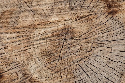 Browm texture of wooden stump. Dark cracks in the stump
