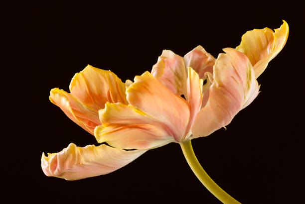 istock Close up of parrot tulip flower 164850805