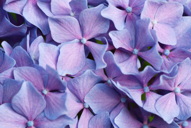 istock Close up of purple hydrangea flowers 164850853