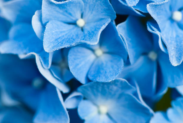Blue flowers abstract background.