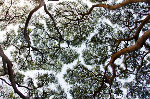 silhouette di alberi - copertura di alberi foto e immagini stock