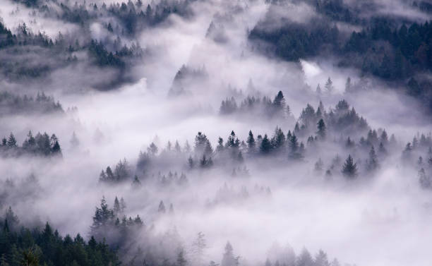 istock Aerial view of fog rolling over forest 164850871