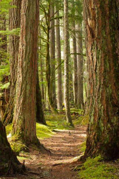 suciedad camino en el bosque - day washington state vertical outdoors fotografías e imágenes de stock