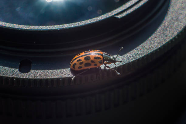 istock Bug with orange body and black dots in macro. 1648511476