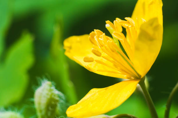 istock Yellow anemone in macro on green blurred background 1648520804