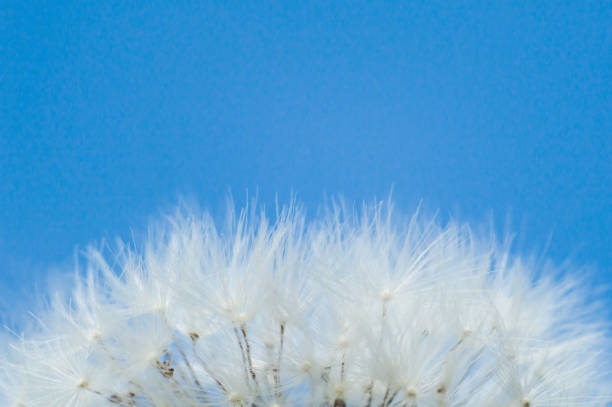 istock White dandelion fluff in macro with bokeh 1648520984