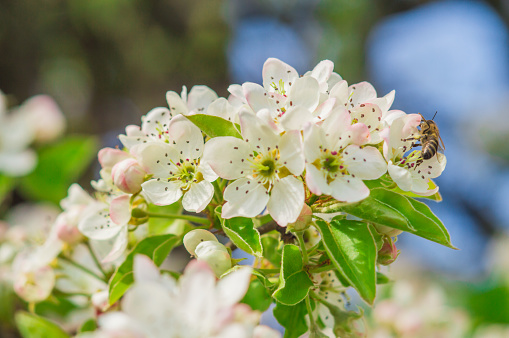 Apple flowers with white and rose petals. Flowers on blurred background with blue sky. Photo of new life for Earth Day in 22 April.