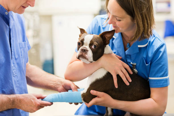 獣医 bandaging 犬の脚の獣医の手術 - orthopedic equipment 写真 ストックフォトと画像