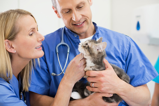 Veterinary hands holding beautiful cat in veterinary clinic. Medical care for animals. Therapeutic services for animals concept