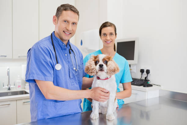istock Veterinarians examining dog in vet's surgery 164853660