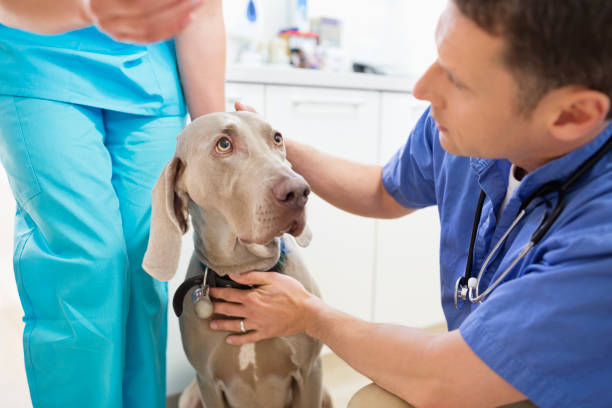 istock Veterinarians examining dog in vet's surgery 164853685