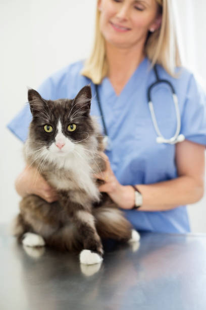 istock Veterinarian examining cat in vet's surgery 164853703