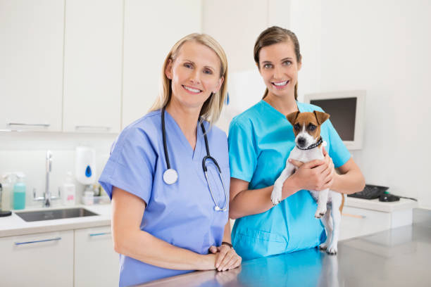 istock Veterinarians holding dog in vet's surgery 164853731