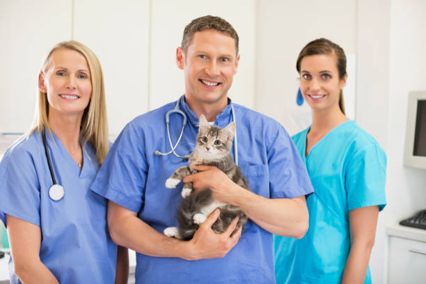 istock Veterinarians holding cat in vet's surgery 164853734