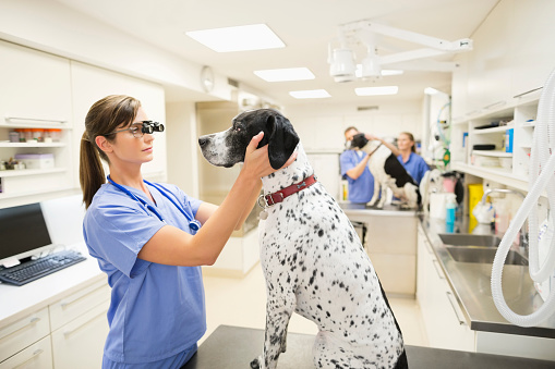 Veterinario examinando perro'oídos en vet de la cirugía photo