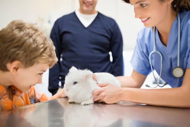 istock Veterinarian and owner examining rabbit in vet's surgery 164853736
