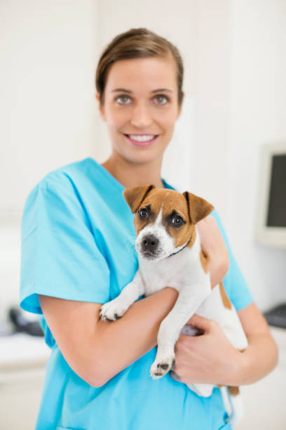 istock Veterinarian holding dog in vet's surgery 164853739