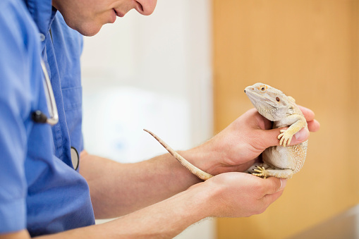 Veterinarian examining lizard in vet's surgery