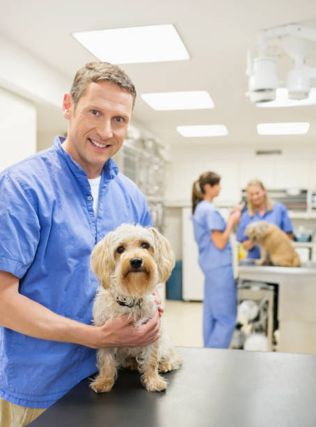 istock Veterinarian examining dog in vet's surgery 164853747