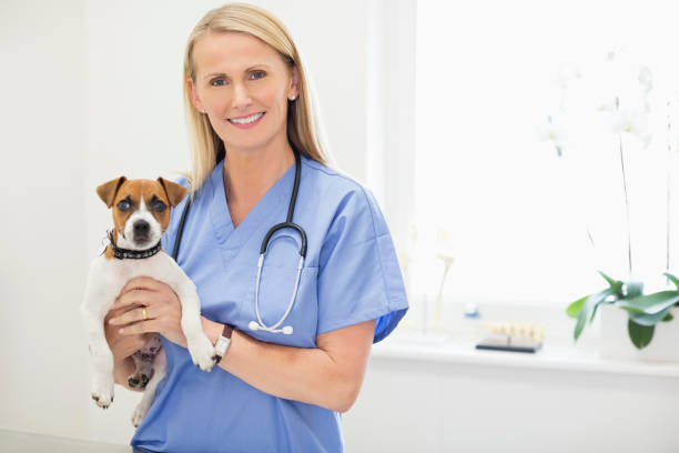 istock Veterinarian holding dog in vet's surgery 164853750