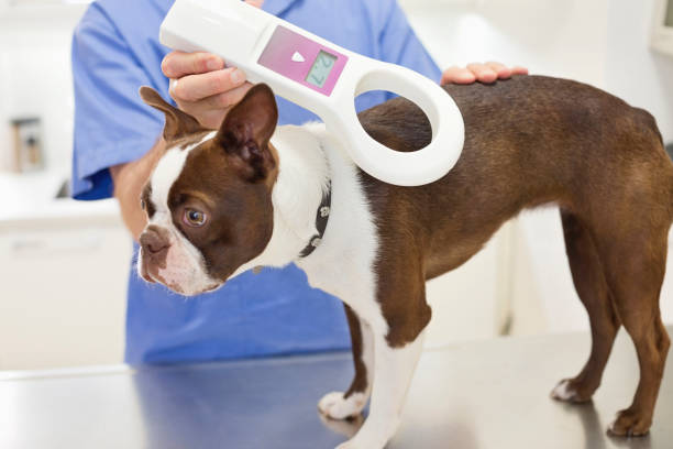 istock Veterinarian examining dog in vet's surgery 164853776