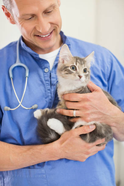 istock Veterinarian holding cat in vet's surgery 164853777