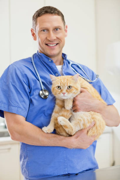 istock Veterinarian holding cat in vet's surgery 164853782