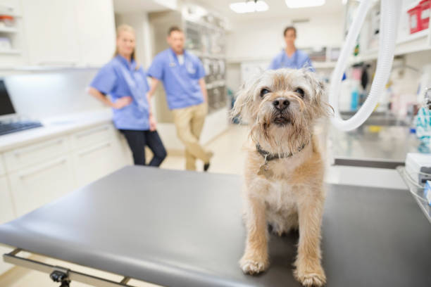 istock Dog sitting on table in vet's surgery 164853792