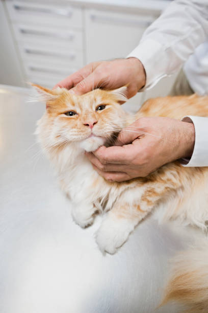 istock Veterinarian examining cat in vet's surgery 164853793
