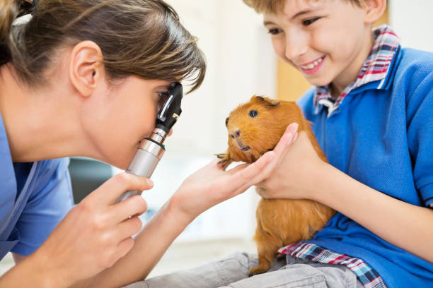 ragazzo tenendo porcellino d'india in vet esame - guinea pig pets child stroking foto e immagini stock