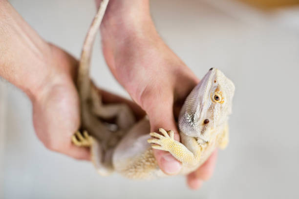 istock Close up of vet holding lizard 164853825