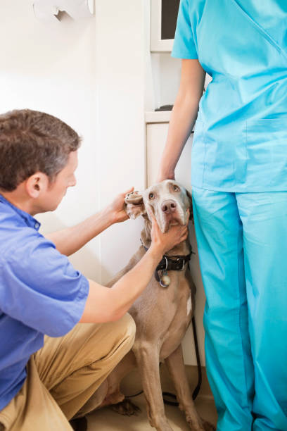 istock Veterinarian examining dog in vet's surgery 164853827